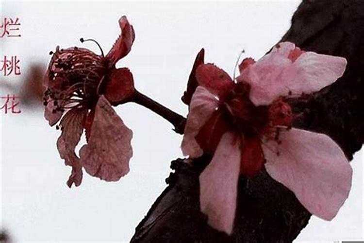 犯桃花怎么破