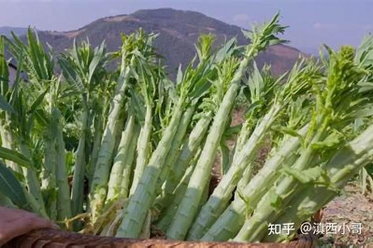 四个菜吃不上是什么意思