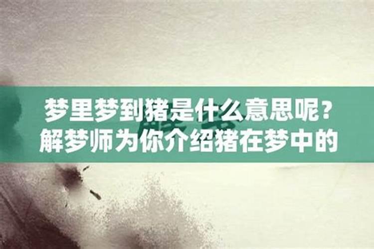 梦到猪是什么意思周公解梦
