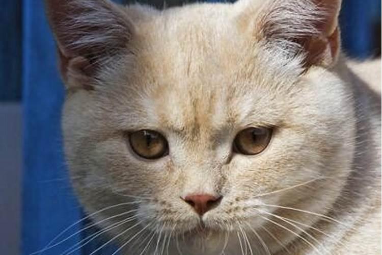 梦见被猫扑上来咬手的预兆