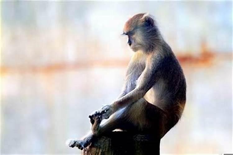 属猴的处女座男生喜欢一个人的表现