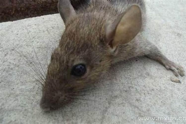 女人梦见自己打死老鼠是什么意思？