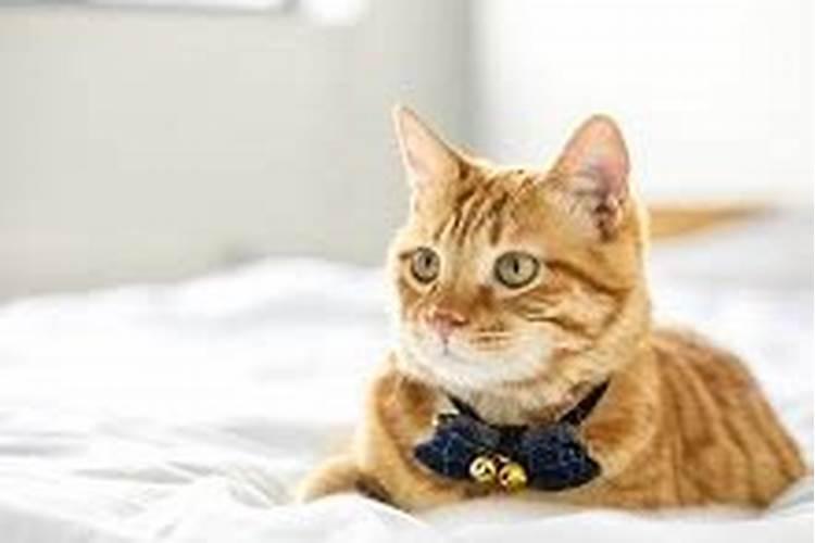 梦见猫扑到自己身上是什么征兆 梦见猫扑到自己身上征兆是什么百度知 ...