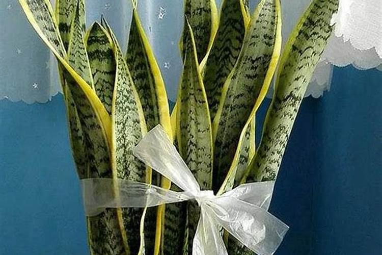 土壤松软不板结,长芽开花都可以