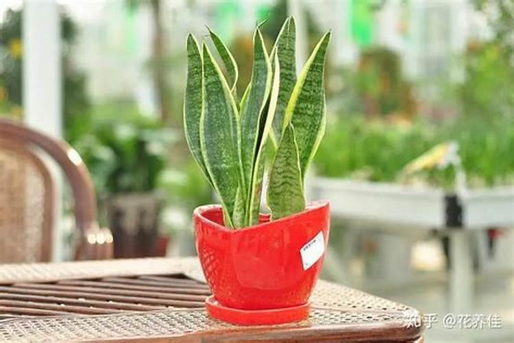 吊兰养什么植物最旺财 家里适宜养哪些植物旺财