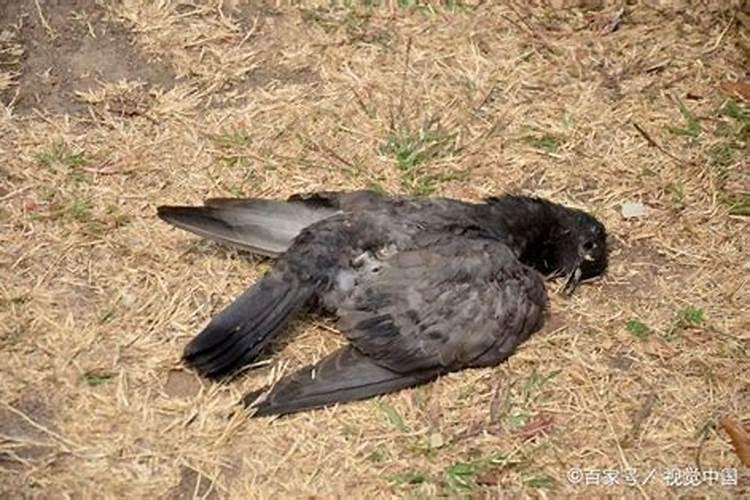 属相与太岁相害是什么意思,犯太岁、冲太岁、害太岁有什么区别？