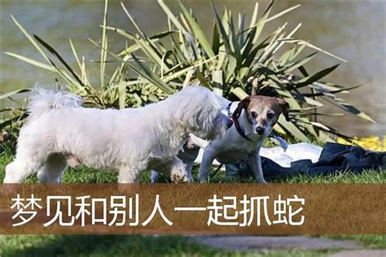 女人梦见抓蛇啥意思