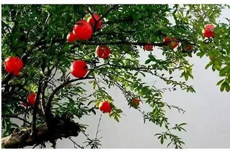 属猴石榴木命生财方向 东南西北？