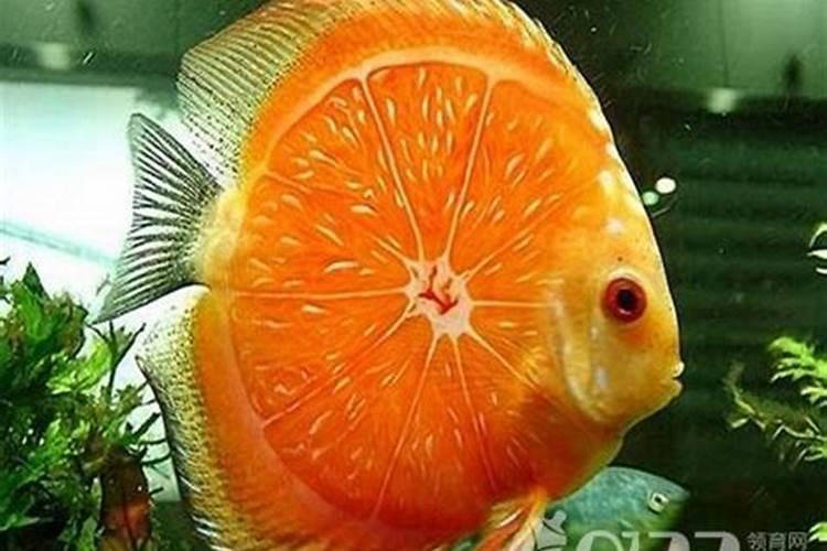 孕妇梦见红色的鱼有什么预兆？是什么意思？