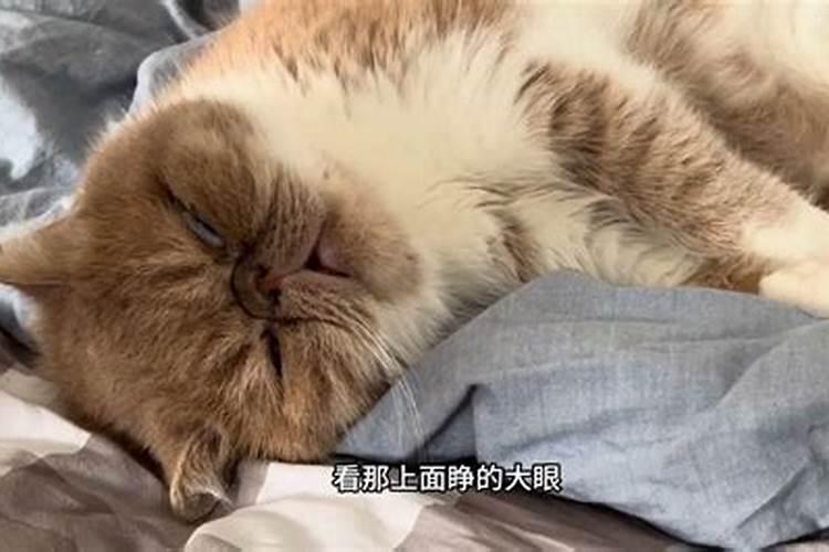 梦见逮老鼠是什么意思？