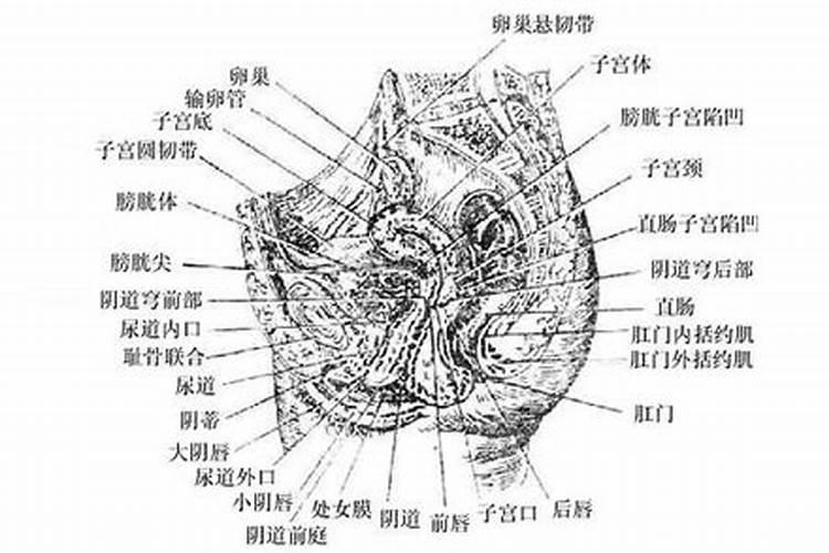 孕妇梦见婴儿小JJ是什么意思
