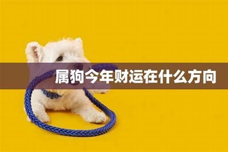 2024属狗今年运气怎么样