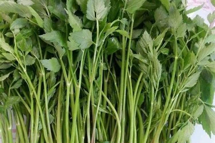 清明节的野菜有哪些