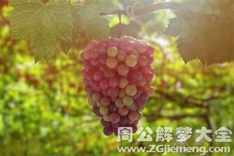 梦见爸爸二姐吃葡萄吐籽的预兆