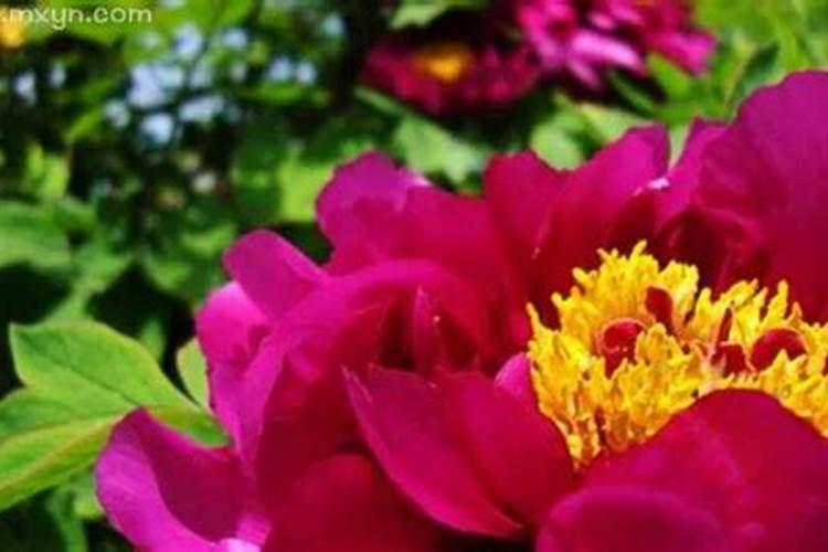 梦到牡丹花是什么意思？