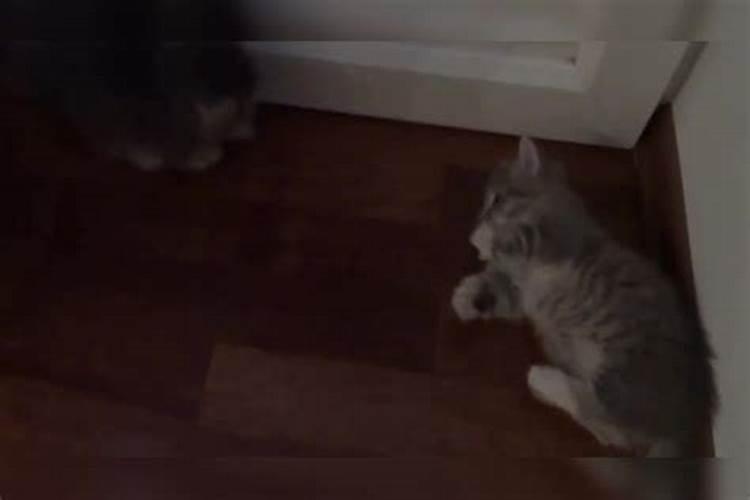 女人梦见猫扑咬是吉兆