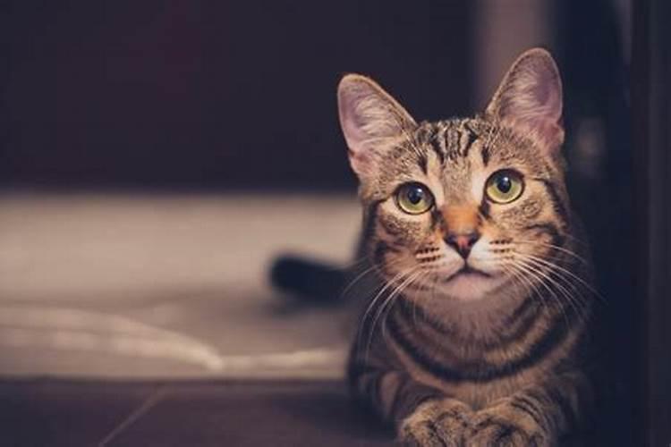 哪些属相适合养猫？