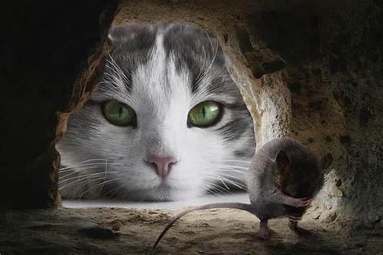 梦见老鼠被猫捉住的预兆