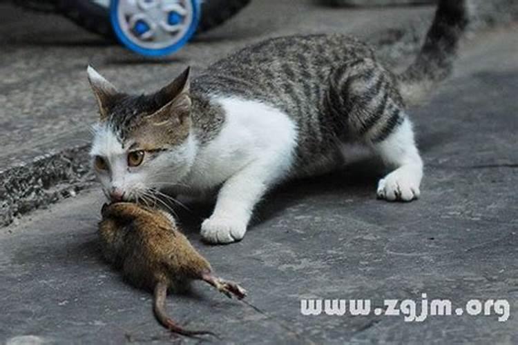 梦见猫抓老鼠是什么预兆周公解梦