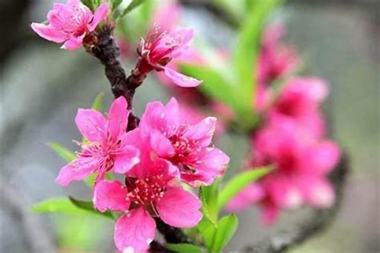 女人怎么样催旺桃花姻缘佩戴什么？