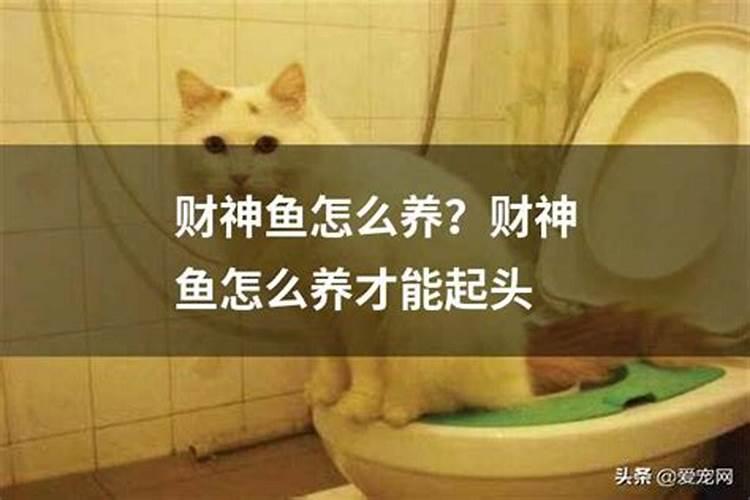 财神鱼的寿命有多长