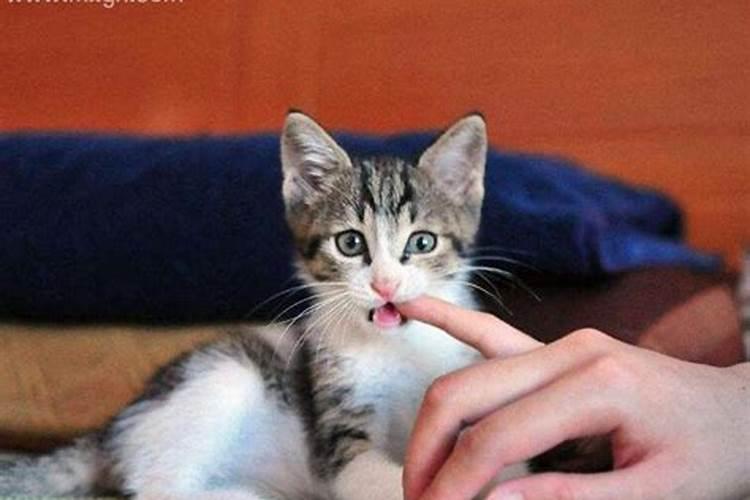 梦到猫咬手不松口什么意思