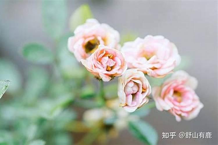 梦见去世的人又去世了