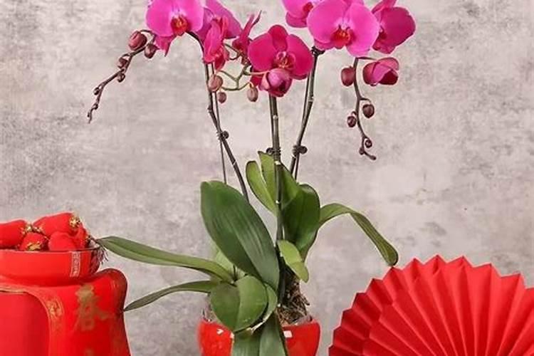 要虎年春节手抄报内容,明儿要交了