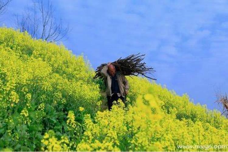 梦见去世的爸爸从山上捆柴回来？