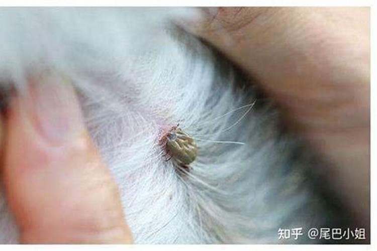 梦见狗狗身上有蛆虫