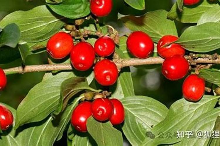 插茱萸是什么节日的风俗活动呢