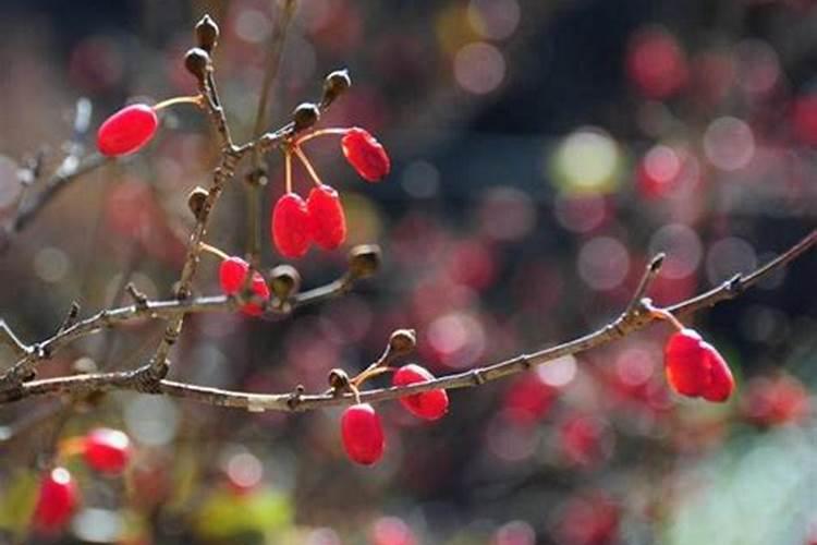插茱萸是什么节日的风俗