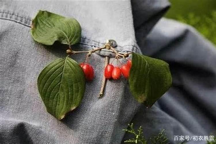 重阳节为什么要插茱萸