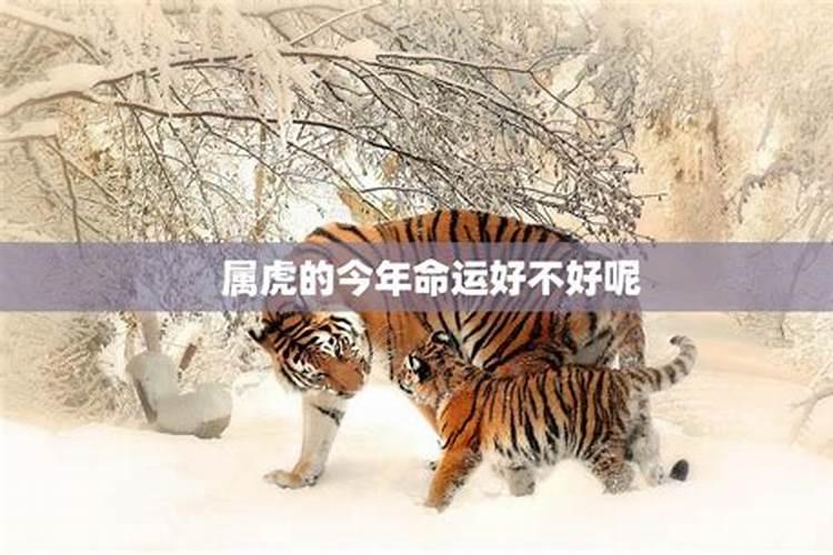 62年虎男今年运程(62年属虎人2024年运势)