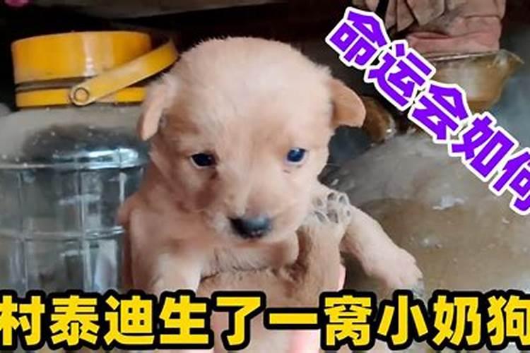 梦到狗生了一窝小狗