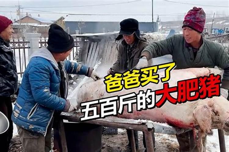梦见爸爸送我一头猪