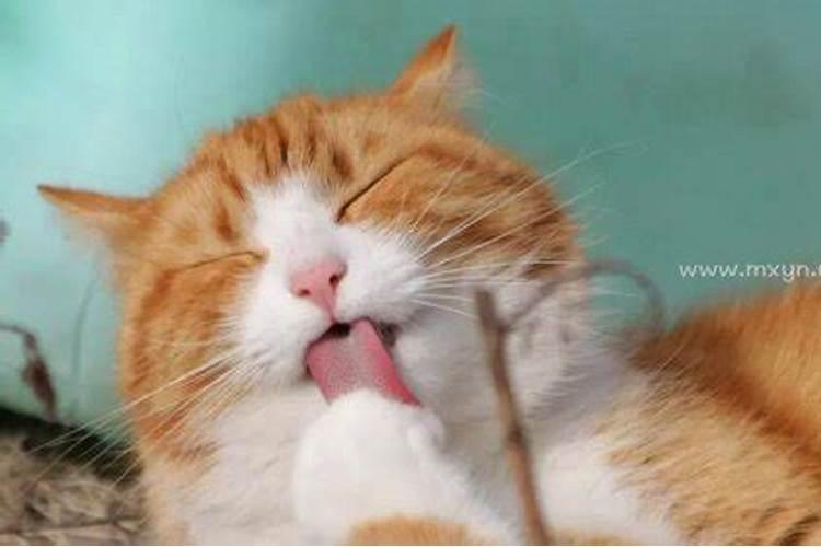 梦见猫被别人杀的预兆