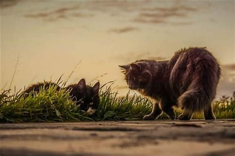 梦见自己杀死猫还流血的预兆