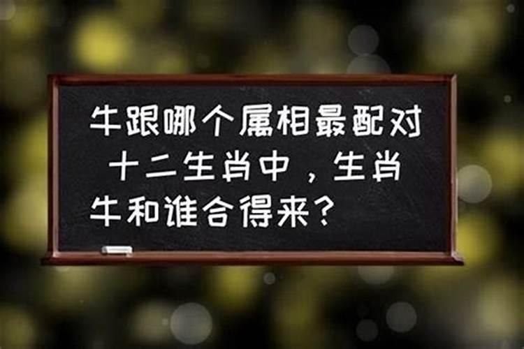 属牛的最好的配偶是什么属相？