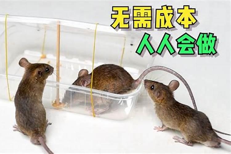 梦见捉老鼠跑了的预兆