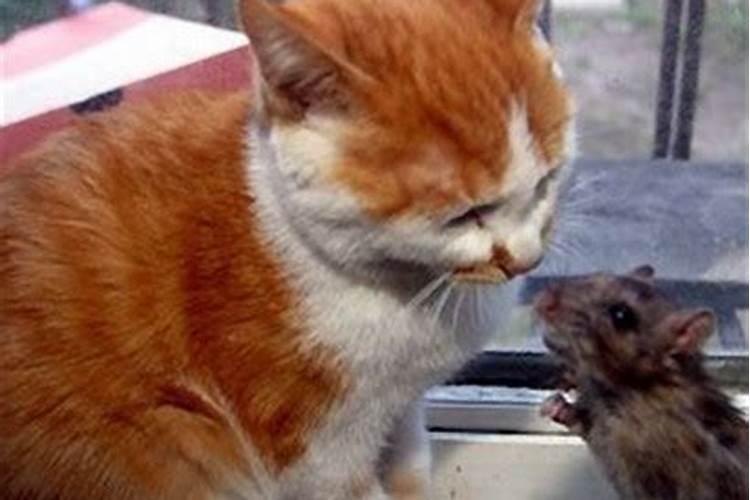 梦见猫咬老鼠