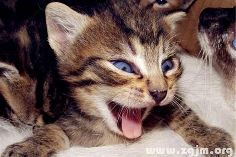 梦见猫凶狠咬老鼠的预兆