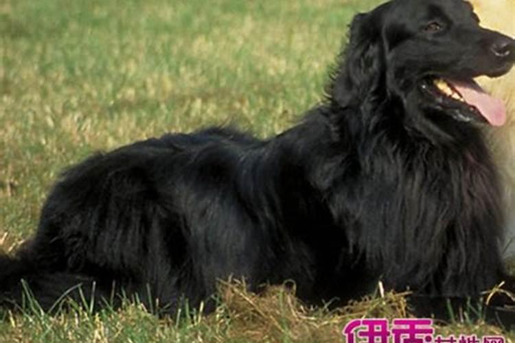 做梦被别人的狗咬了是什么意思