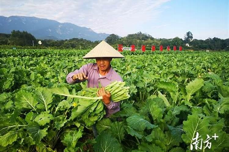 惠州有哪些特色小吃