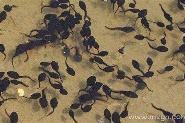 梦见密密麻麻的蝌蚪