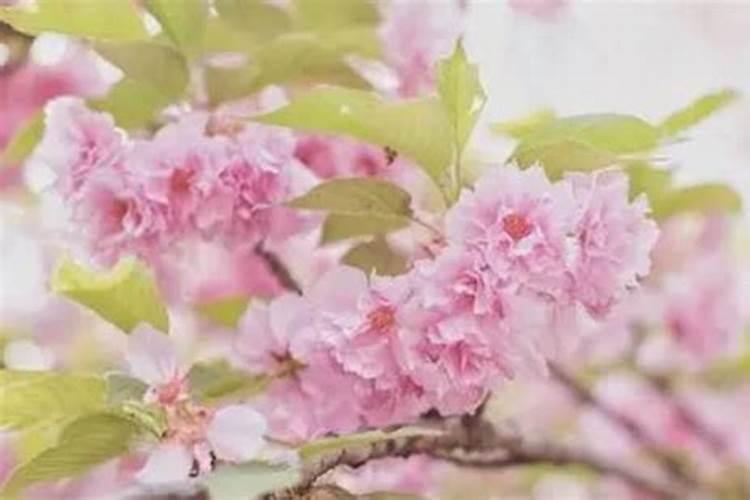 从面相看容易犯桃花的男人