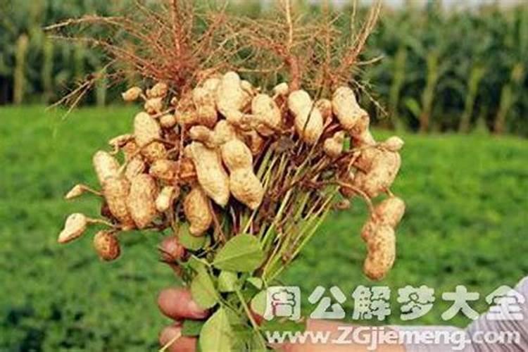 梦见别人送我花生的预兆