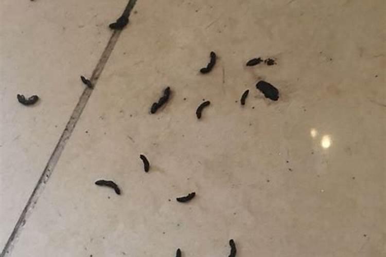 梦见老鼠屎是什么意思