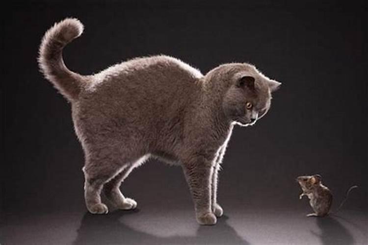 梦见给猫和老鼠咬了的预兆