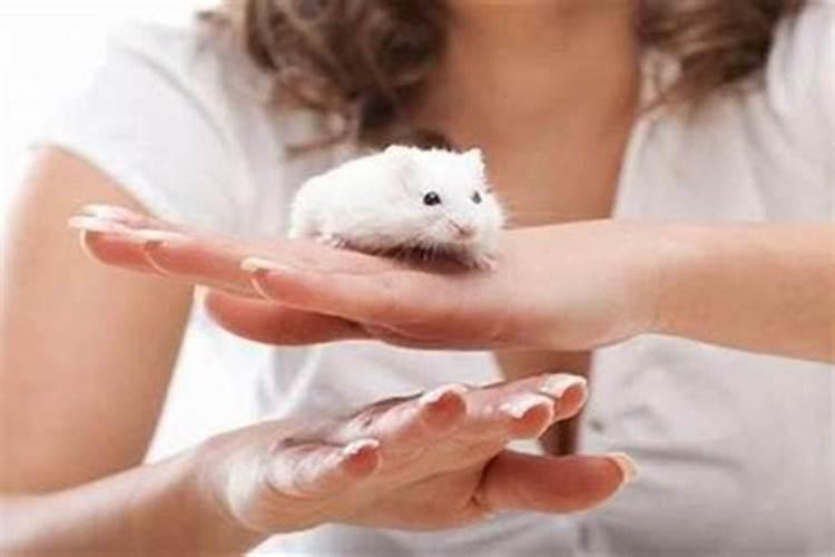 梦见被猫和老鼠咬的预兆